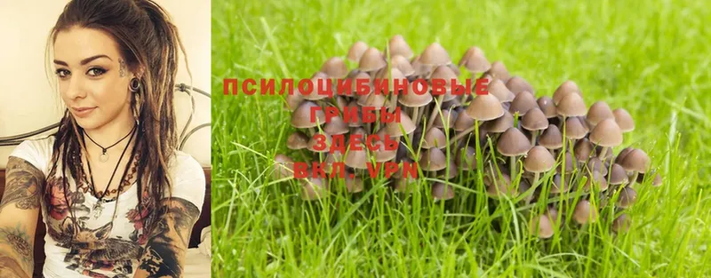 Галлюциногенные грибы MAGIC MUSHROOMS  купить   Новоузенск 